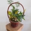 Cesta Plantas Bahamas