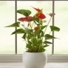 Planta de Anthurium