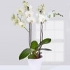 Planta Orquídeas Blancas especial para regalo