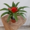 Planta Guzmania