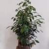 Ficus Benjamina