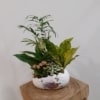 Composición de plantas en Huevo